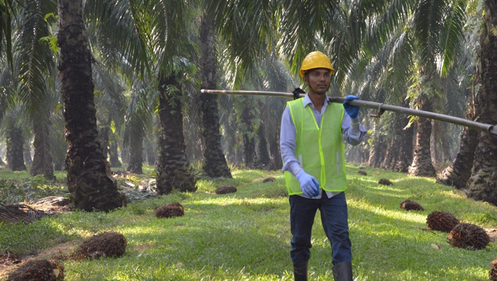 Mars is also taking steps to improve human rights across the palm oil supply chain